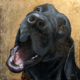 Amanda Kaay - original painting - acrylic and gold leaf - pet portraits -Kenny
