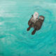 Amanda Kaay Art • My Otter Half
